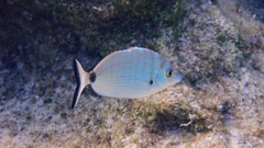 Diplodus puntazzo