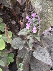 Stachys bullata