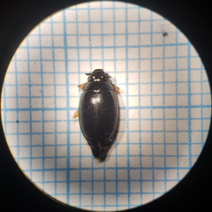 Gyrinus suffriani