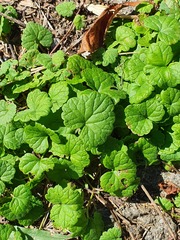 Glechoma hederacea
