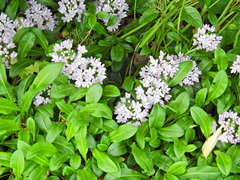 Iberis sempervirens