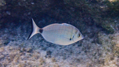 Diplodus puntazzo