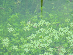 Callitriche stagnalis