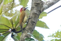 Colaptes rubiginosus