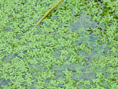 Callitriche stagnalis