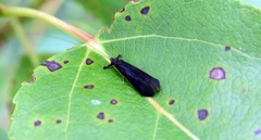 Mystacides sepulchralis