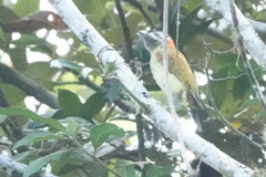 Colaptes rubiginosus