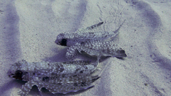 Dactylopterus volitans