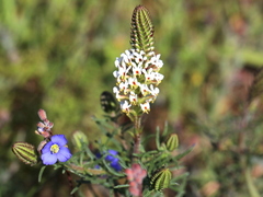 Hebenstretia integrifolia