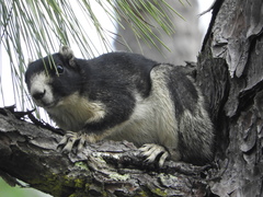 Sciurus niger niger