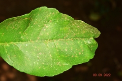 Chrysomphalus dictyospermi