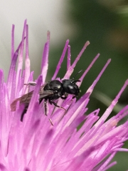 Ceratina cyanea