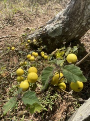 Solanum viarum
