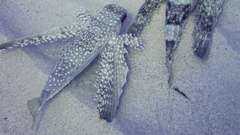 Dactylopterus volitans