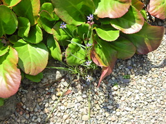 Sisyrinchium montanum