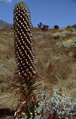 Lobelia deckenii deckenii