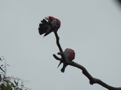 Eolophus roseicapilla albiceps