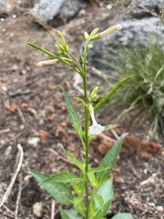 Nicotiana