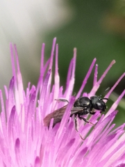 Ceratina cyanea