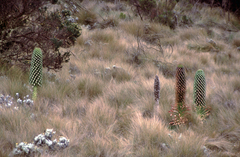 Lobelia deckenii deckenii
