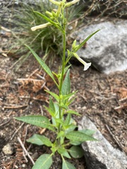 Nicotiana