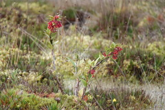 Ericaceae