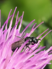 Ceratina cyanea