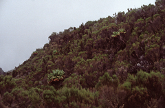 Erica arborea