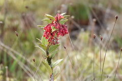 Ericaceae