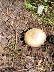 Bolbitius aleuriatus