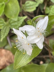 Tradescantia fluminensis