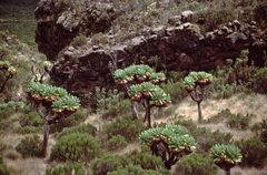 Dendrosenecio