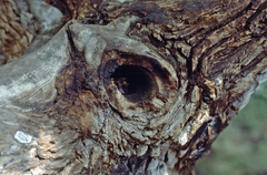 Dendrosenecio