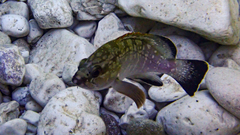 Epinephelus marginatus
