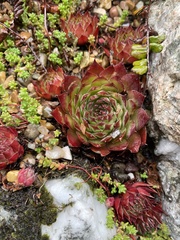 Sempervivum tectorum