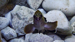 Epinephelus marginatus