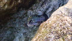 Epinephelus marginatus