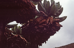 Dendrosenecio