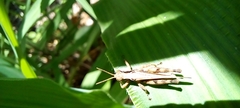 Acrididae