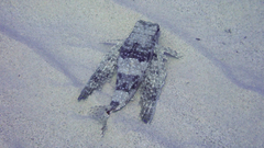 Dactylopterus volitans