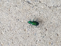 Cicindela sexguttata