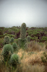Lobelia deckenii deckenii