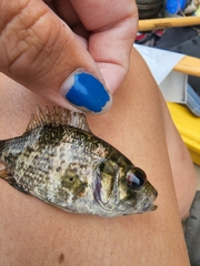 Ambloplites rupestris