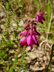 Erica ciliaris