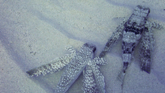 Dactylopterus volitans