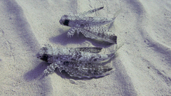 Dactylopterus volitans