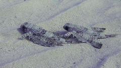 Dactylopterus volitans