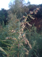 Artemisia verlotiorum
