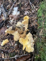Cantharellus cibarius