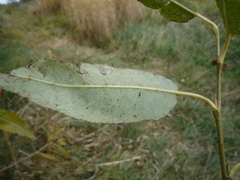 Salix euxina